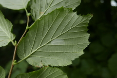 Phyllonorycter coryli
