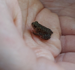Anaxyrus americanus