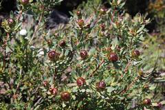 Leucadendron glaberrimum erubescens