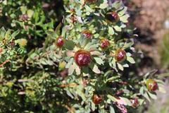 Leucadendron glaberrimum erubescens