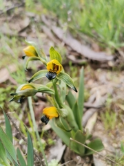Chloraea disoides