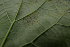 Erysiphe corylacearum