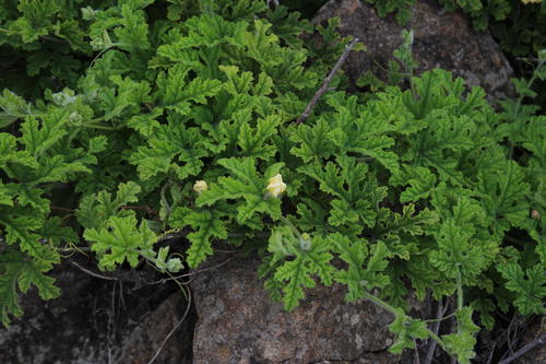 Coccinia hirtella (Coccinia hirtella)