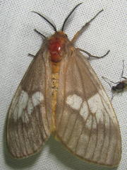 Palasea albimacula