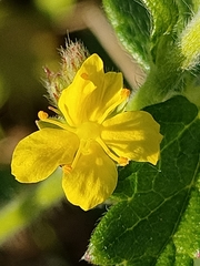 Agrimonia eupatoria