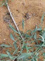 Centaurea odessana