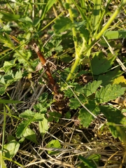Agrimonia eupatoria