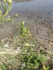 Baccharis salicifolia