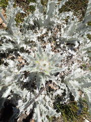 Berkheya francisci