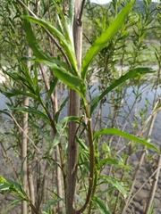 Baccharis salicifolia