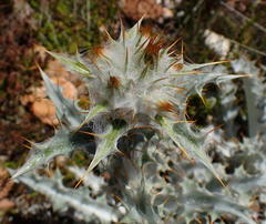 Berkheya francisci
