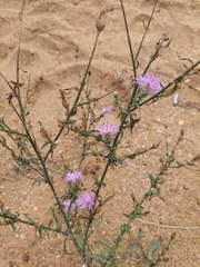 Centaurea odessana