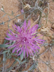 Centaurea odessana