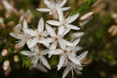 Calytrix tetragona