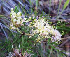 Serruria gremialis