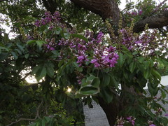 Millettia peguensis