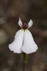 Stylidium obtusatum