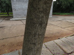 Millettia peguensis