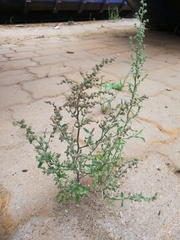 Chenopodium striatiforme