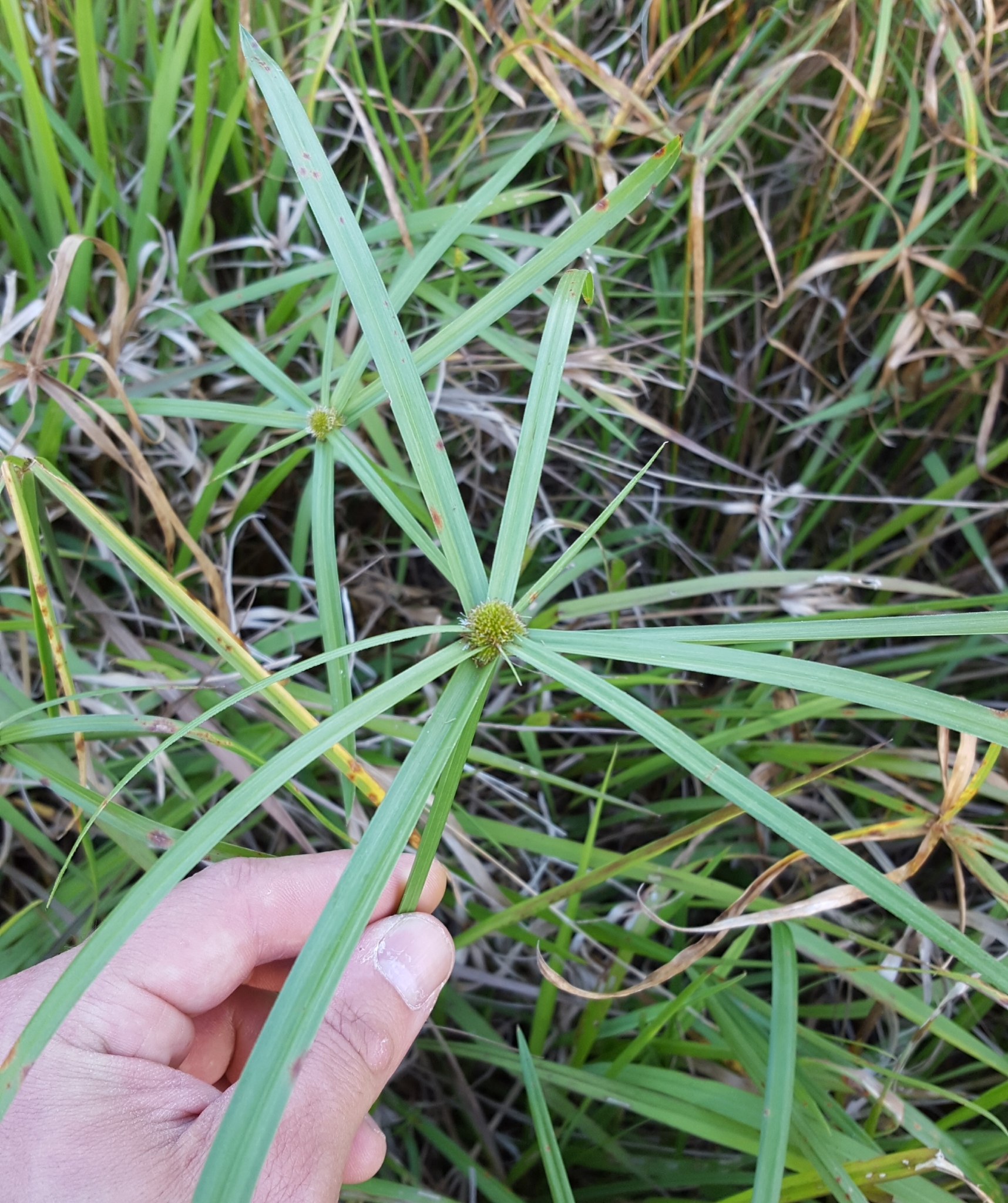 (c) François Rousseu, certains droits réservés (CC BY-NC) https://www.inaturalist.org/observations/96084607