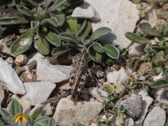 Dociostaurus maroccanus