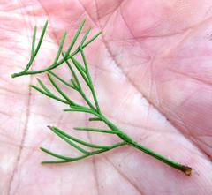 Serruria gremialis