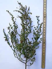 Chenopodium striatiforme
