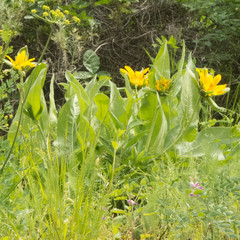 Wyethia glabra