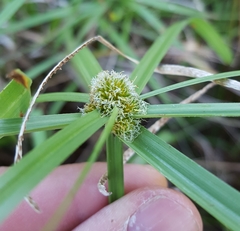 Cyperus aromaticus