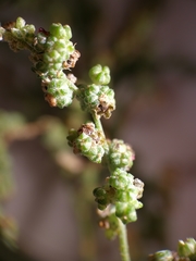 Chenopodium striatiforme