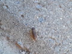 Armadillidium