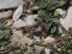 Dociostaurus maroccanus