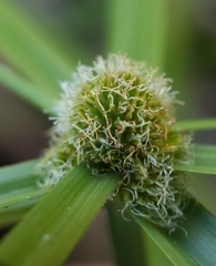 Cyperus aromaticus