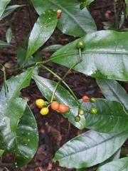 Eumachia frutescens