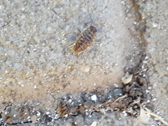 Armadillidium
