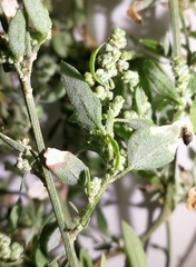 Chenopodium striatiforme