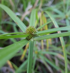 Cyperus aromaticus
