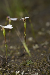 Stylidium obtusatum