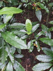 Eumachia frutescens