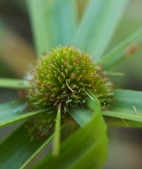 Cyperus aromaticus