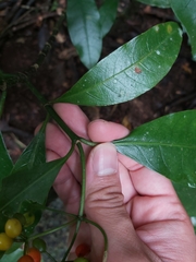 Eumachia frutescens