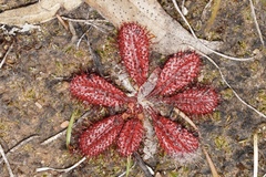 Drosera tubaestylis