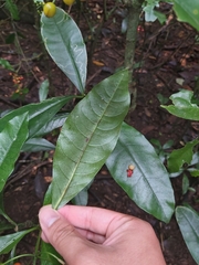 Eumachia frutescens