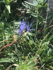 Jasione laevis