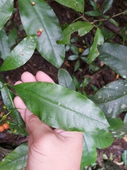 Eumachia frutescens