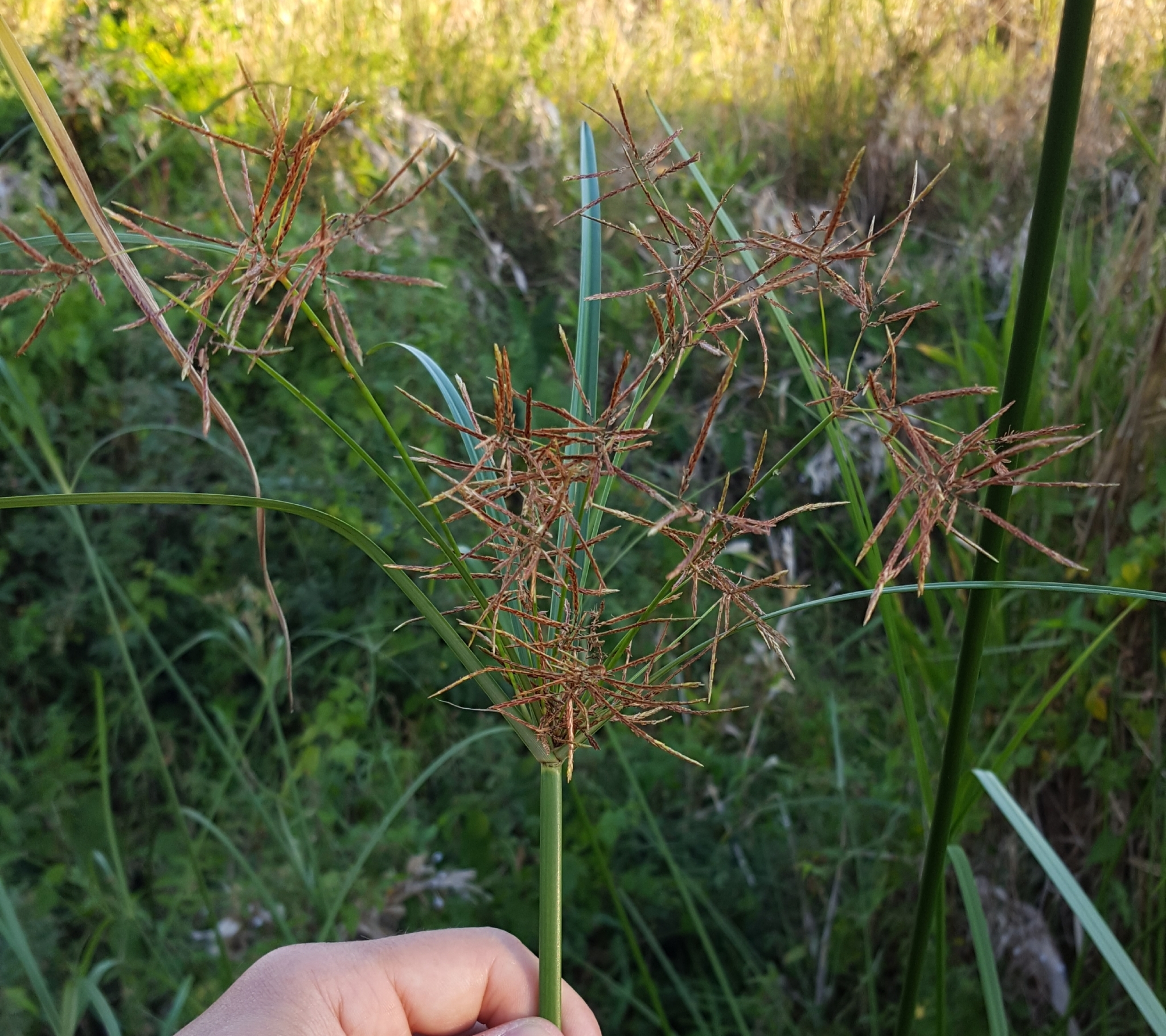(c) François Rousseu, certains droits réservés (CC BY-NC) https://www.inaturalist.org/observations/96084909