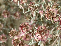 Pyankovia brachiata