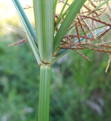 Cyperus expansus