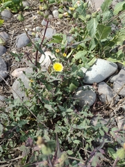 Asteraceae