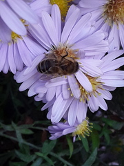 Apis mellifera